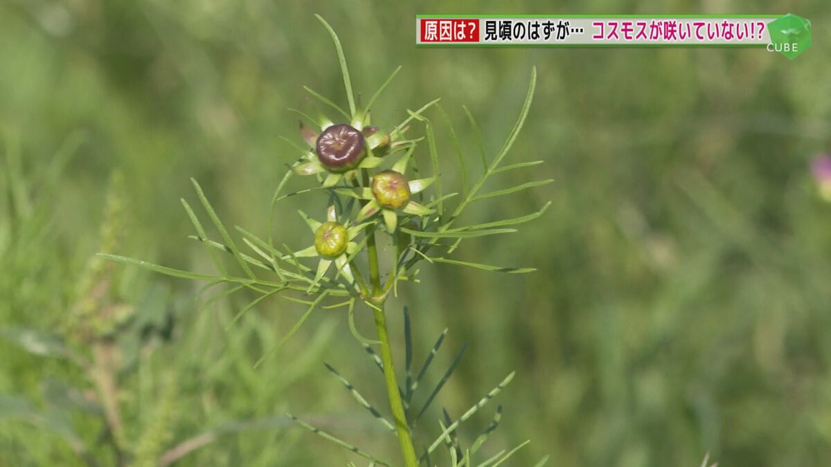 見頃のはずのコスモスが…咲いていない！？ 開花が遅れる“秋の花” 原因