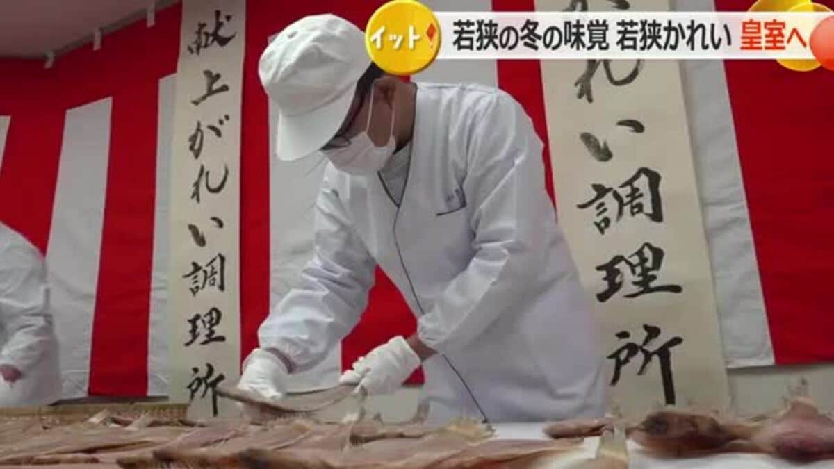 大きさ、色つやで75枚を厳選 「若狭かれい」皇室献上へ箱詰め 「小浜を