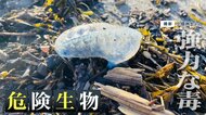 GW人気スポットに“危険生物”大量発生！「ハチ」「カツオノエボシ」など…触ると“電気ショックを受けたような痛み”　溺死の危険性も