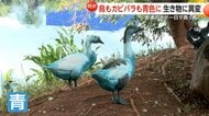 【衝撃】青く染まった鳥やカピバラ…トラック事故で化学薬品流出 池が1日で真っ青に 魚の大量死も ブラジル