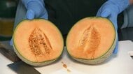 “フルーツキャップ”やビニールハウスも値上がり不安　メロン狩りにも中東情勢の影響