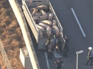 「トラックから豚が逃げている」国道で複数の豚が“逃走” 運転手は少なくとも14匹運搬と話す 一部区間で一時通行止め