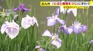 ２万本のハナショウブ見頃　「とばた菖蒲まつり」にぎわう　北九州市