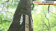 2028年　諏訪大社「御柱祭」へ　下社本見立て　8本の御用材が決まる　最も大きい「秋宮一」の柱は幹回り3メートル15センチ、高さ約22メートル