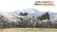 閉校した学び舎で咲き続けるサクラ…150年変わらない春の景色　福井の“満開スポット”を追ってカメラは奥越へ