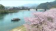 岩国・錦帯橋 ３千本のサクラ見頃　錦川では春の遊覧「さくら舟」も