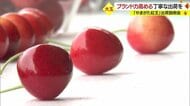大玉サクランボ「やまがた紅王」今年デビュー 出荷は25ミリ以上 厳しい基準と徹底した品質管理でブランド力高める【山形発】