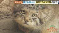 「これはかわいいわ！」可愛すぎる“マヌルネコ”の赤ちゃんが大人気「神戸どうぶつ王国」　絶滅危惧種・ハシビロコウの”お辞儀”を飼育員が無視する理由に大東駿介さん驚き【大東駿介てくてく学】