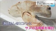ハンマーヘッドシャークって食べられるの?“厄介者”をブランド魚へ…サメを美味しくいただくプロジェクトが始動