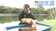 「鯉の城」広島城　ニシキゴイ１１０匹をダイナミックに放流　堀のヘドロ予防、水質浄化にも一役