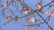 気温15度超か…春の陽気 早咲きのカワヅザクラ3分咲き