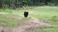 クマの親子が華麗なボールさばき インドの森で少年たちが遊んでいると…