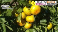 宇和島市吉田町の観光ミカン園がオープン 晴天続きで今季は一段とおいしく 11月末まで【愛媛】