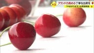 大玉サクランボ「やまがた紅王」今年デビュー 出荷は25ミリ以上 厳しい基準と徹底した品質管理でブランド力高める【山形発】