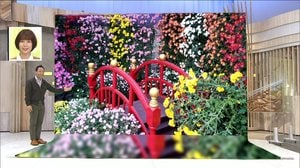 菊の開花は“太陽次第”!? 各地で見ごろ 日本最古の「菊まつり」に都内絶景スポットも