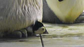 ペンギンの赤ちゃんがモフモフ可愛い でも育てるのは 鳥人間 そこには優しい理由があった