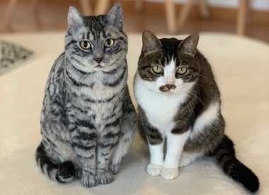 どっちが本物!? 羊毛フェルト猫が「リアルかわいい」と話題…でも視線が追ってくるのはなぜ?