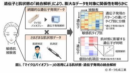 敏感肌タイプを遺伝子レベルで明らかに