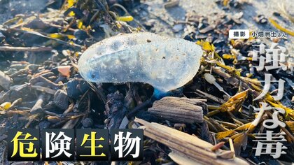 GW人気スポットに“危険生物”大量発生！「ハチ」「カツオノエボシ」など…触ると“電気ショックを受けたような痛み”　溺死の危険性も