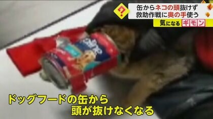 絶体絶命…“ネコの頭”が缶から抜けず　「空気が足りなくなってる」消防隊員たちが“奥の手”使って救出　トルコ