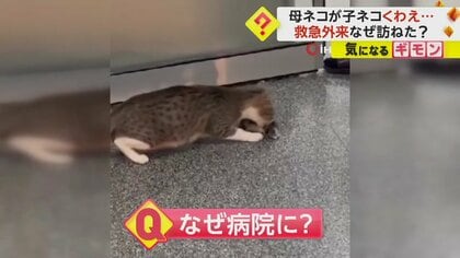 子ネコくわえた母ネコが救急外来を訪ねたワケは？　警備員「雨から守るため運んできた」　そのまま病院で一晩過ごす　