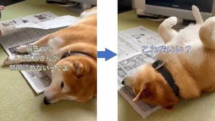 「おばあさんが読めないってよ」に反応? 新聞の上で寝転がる柴犬が“ちょっとだけ”避ける姿がかわいい