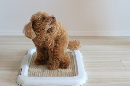 犬のしつけに悩む飼い主は8割以上!基本的なトレーニング方法を徹底解説