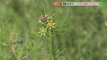 見頃のはずのコスモスが…咲いていない！？　開花が遅れる“秋の花”　原因はやはり夏の…【福岡発】