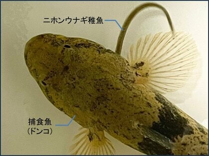 世界初！ニホンウナギの驚愕の”脱出劇”一部始終を公開　タイムリミットは200秒！「捕食されたはずのウナギが再び泳いでいる！」そこには驚きの“逃げ術”が　