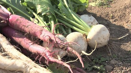 地元の“雲仙野菜”を食べに来て…地元農家と料理人が新たな取り組み　課題は流通と認知度【長崎発】