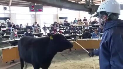 最高値は約142万円、平均は約77万円に 五島で子牛の初競り まずまずの滑り出しで会場は熱気