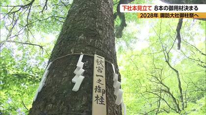 2028年　諏訪大社「御柱祭」へ　下社本見立て　8本の御用材が決まる　最も大きい「秋宮一」の柱は幹回り3メートル15センチ、高さ約22メートル