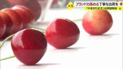 大玉サクランボ「やまがた紅王」今年デビュー 出荷は25ミリ以上 厳しい基準と徹底した品質管理でブランド力高める【山形発】