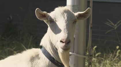 「草をムシャムシャ」ヤギが救世主！？野生動物が畑荒らす被害…高齢化進み耕作放棄地が増加　雑草をどう取り除く