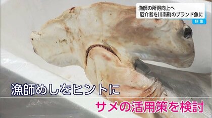 ハンマーヘッドシャークって食べられるの？“厄介者”をブランド魚へ…サメを美味しくいただくプロジェクトが始動