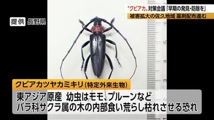 「早くいなくなって」外来カミキリ“クビアカ”　桃やプルーンの木を枯らす恐れ　長野県内で241本に被害　県が対策会議「早期の発見・防除を」　被害拡大の佐久地域で薬剤の配布進む