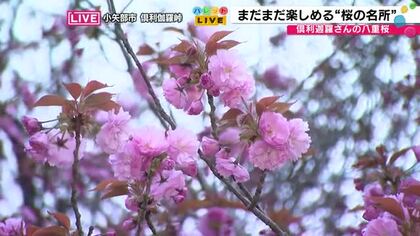 源平合戦の舞台・倶利伽羅峠の八重桜まつりが開幕 厄除け念仏赤餅と7千本の八重桜