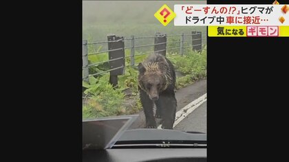 「どーすんの！?」ドライブ中にヒグマと遭遇　アクセルふかしても逃げず…ついにすぐ横に接近！
