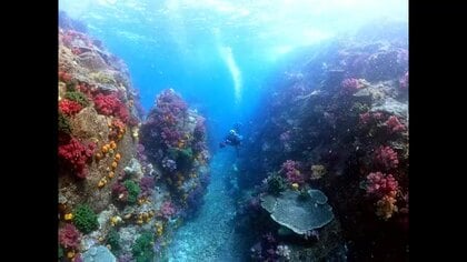 サンゴ守り持続可能なダイビングスポットへ　愛南で国際認証へ取り組み　認定されれば国内２例目【愛媛】