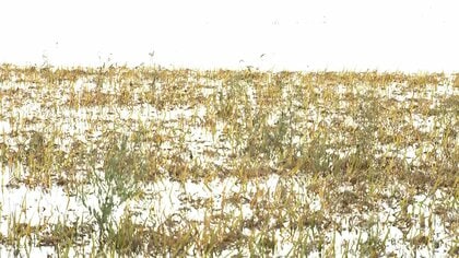 【中継】堤防決壊の印旛沼で冠水続く　「仕事どころではない」片付けに追われる地域住民ら　24時間態勢で排水作業