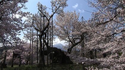 樹齢2000年 子孫は宇宙へ…時空を超えて咲き続ける「山高神代桜」