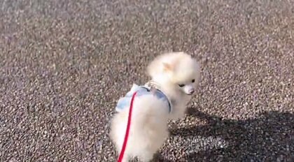 数歩歩くと「飼い主ついてきてる？」…チラチラ確認“お散歩リーダー”犬が頼もしい！いつもこうなのか聞いた