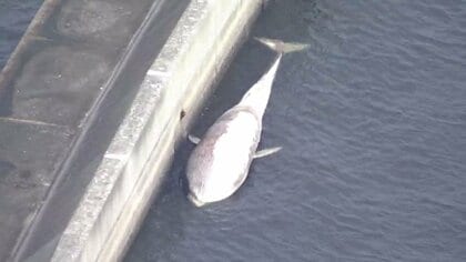 クジラ 体長約14メートル「クジラ」 神戸沖で死骸発見 防波堤に係留し24時間