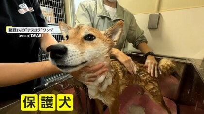 幸せになる最初の一歩がトリミング」保護犬・保護猫のトリマーが