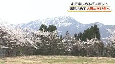 閉校した学び舎で咲き続けるサクラ…150年変わらない春の景色　福井の“満開スポット”を追ってカメラは奥越へ
