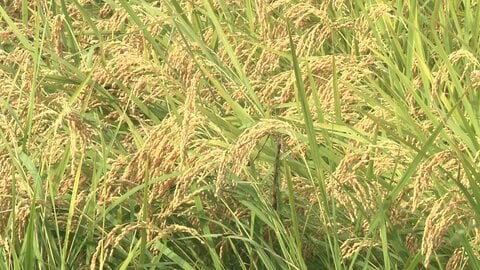 今年のコメの収穫量見込み　24道府県で平均「やや上回る」