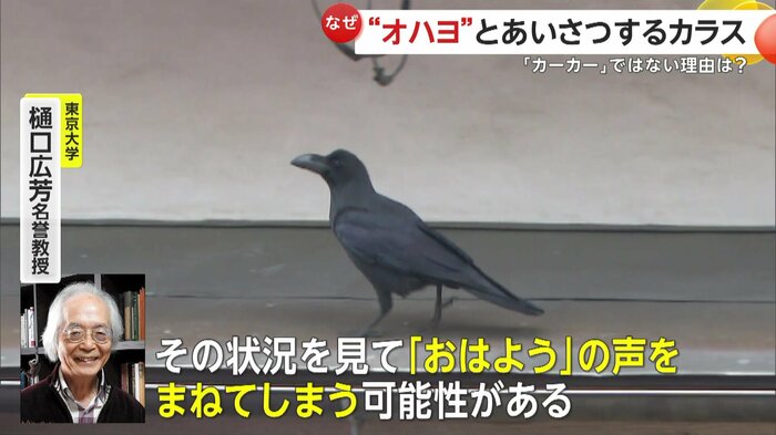 カラスは人のやり取りのマネをしている可能性があるという
