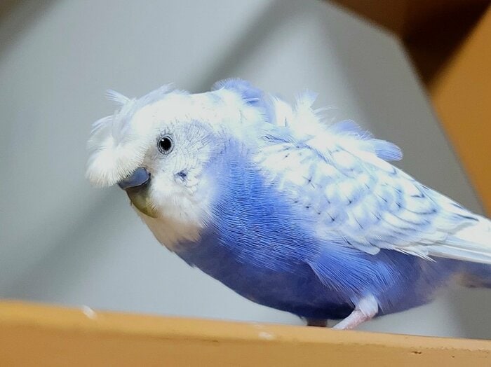 ふじちゃん