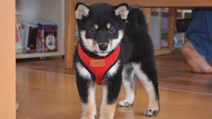 子犬時代のチョコちゃん