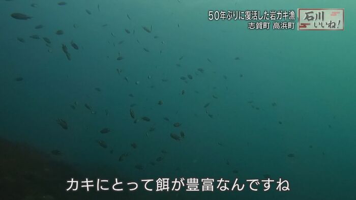 おいしさの秘密はカキのエサが豊富なこと